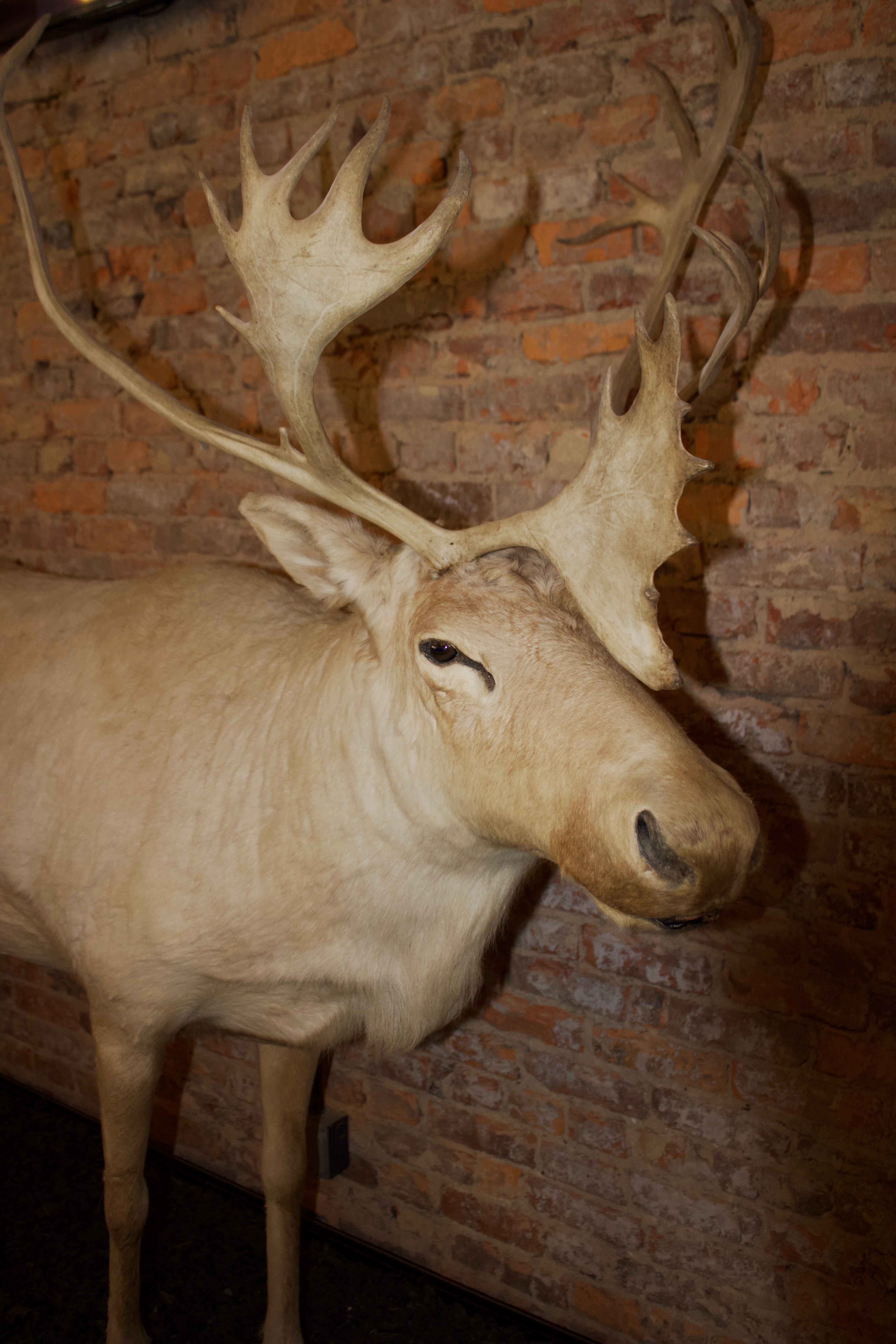 elk at brewery